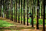 Cao su Tây Ninh (TRC) dự chi 90 tỷ đồng để chốt trả cổ tức 30%, GVR nhận về 54 tỷ đồng