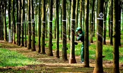 Cao su Tây Ninh (TRC) dự chi 90 tỷ đồng để chốt trả cổ tức 30%, GVR nhận về 54 tỷ đồng