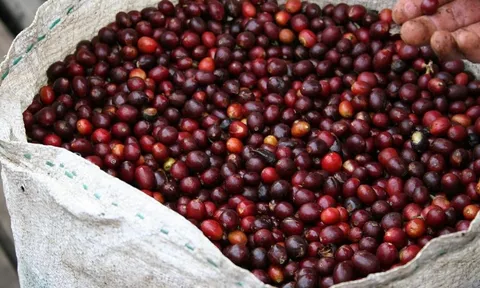 Giá cà phê ngày 29/5: Giảm mạnh cả trong nước và thế giới