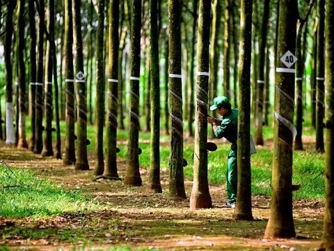 Cao su Tây Ninh (TRC) dự chi 90 tỷ đồng để chốt trả cổ tức 30%, GVR nhận về 54 tỷ đồng