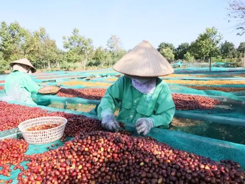 Giá nông sản hôm nay 24/5/2025: Thị trường cà phê và hồ tiêu đồng loạt lao dốc chóng mặt