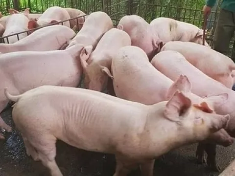 Giá heo hơi ngày 29/5: Đà tăng trở lại, miền Nam thu mua cao nhất