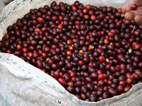 Giá cà phê ngày 29/5: Giảm mạnh cả trong nước và thế giới