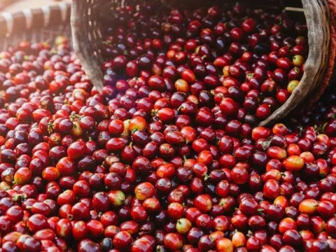Giá nông sản hôm nay 31/5/2025: Giá cà phê trượt mạnh sát mốc 180.000 đồng/kg